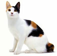 Japanese Bobtail